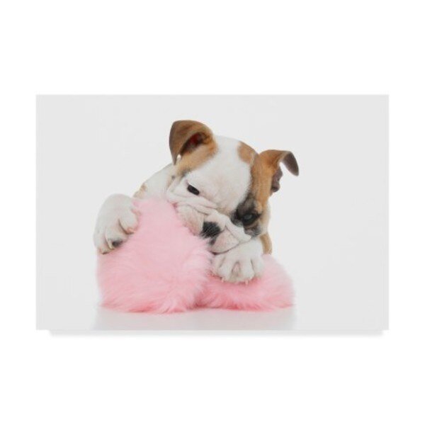 Andrea Mascitti Puppies 'Chewing Bulldog' Canvas Art, 12x19, Trademark Fine Art, Mfr#: ALI24582-C1219GG